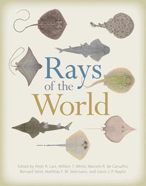 'Rays of the World' - Bog