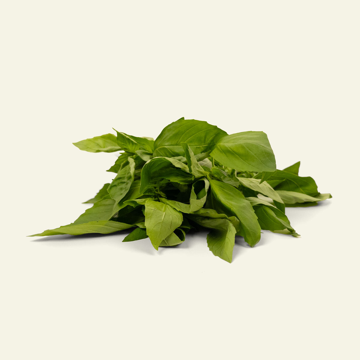Basilikum (Frisk)