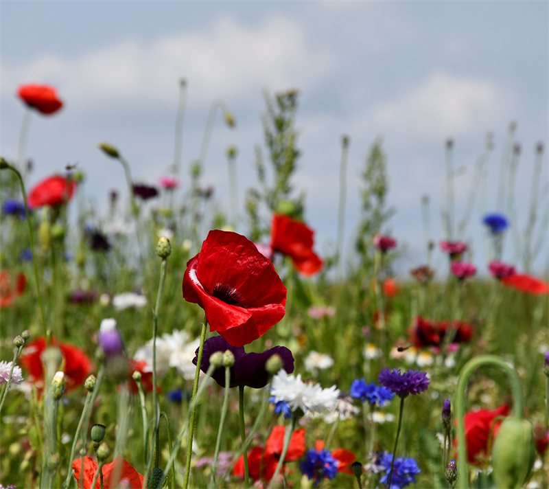 Sommerblomster, halvhøj blanding, 1 kg