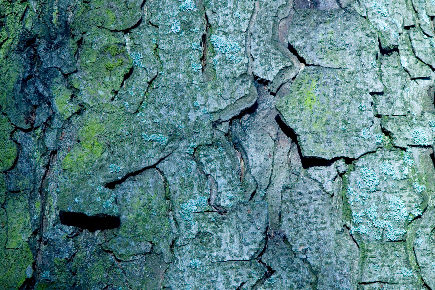 Bark af Kirsten Stigsgaard