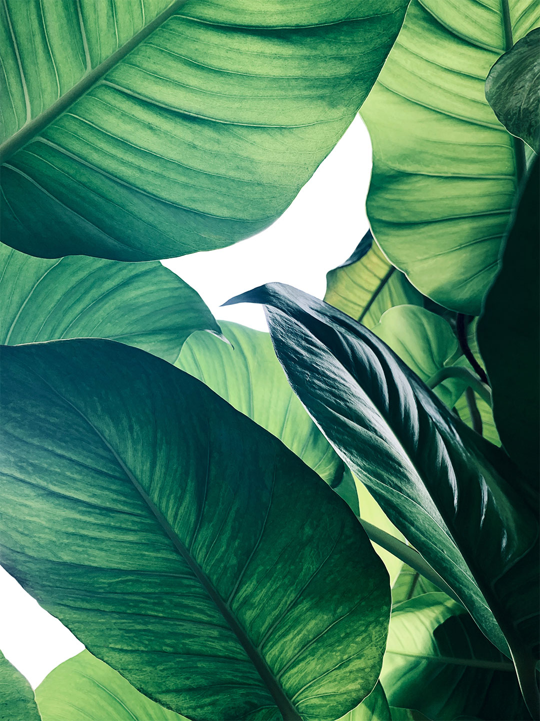 Calathea no. 1 af Illux