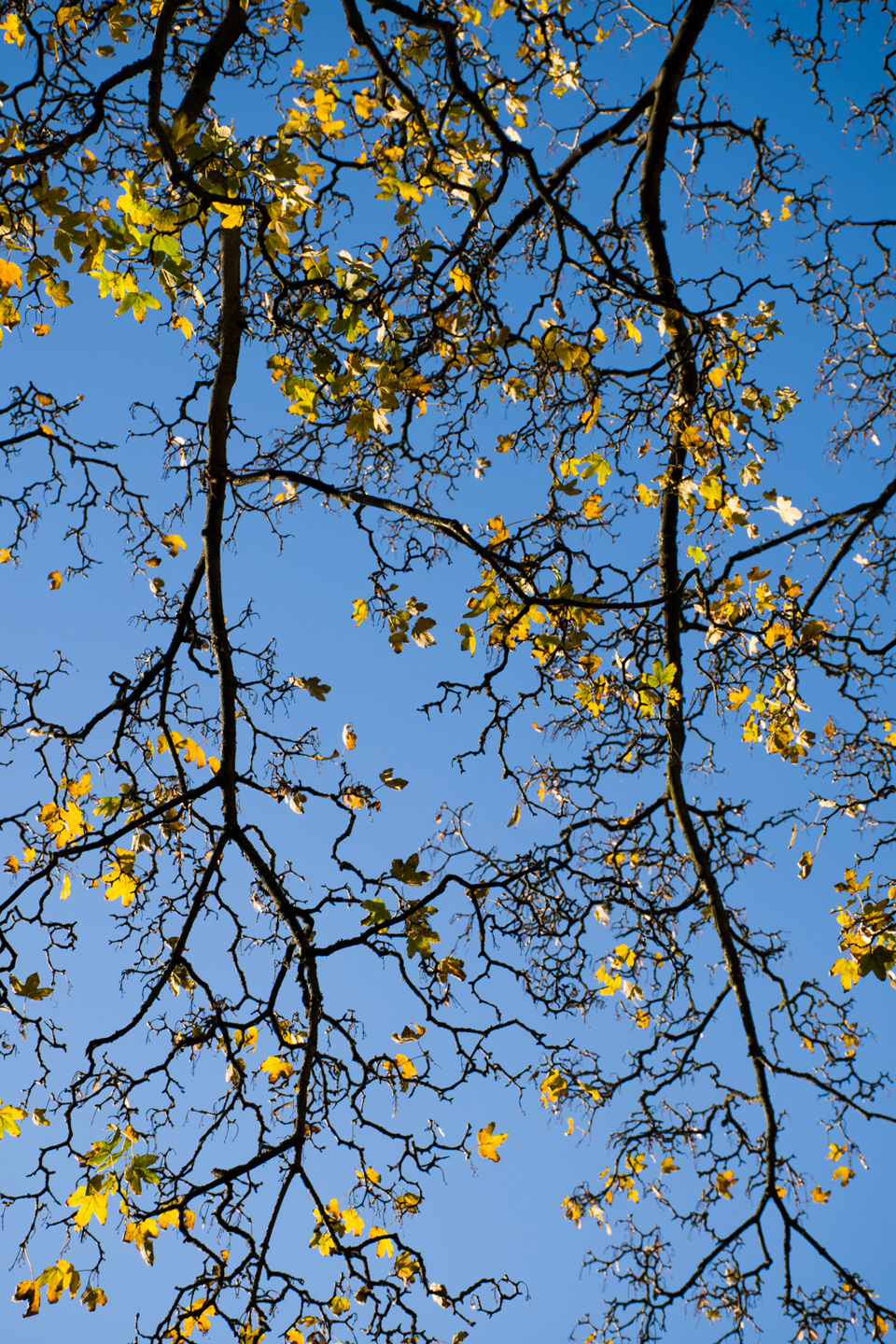 Graphic Maple af Kirsten Stigsgaard