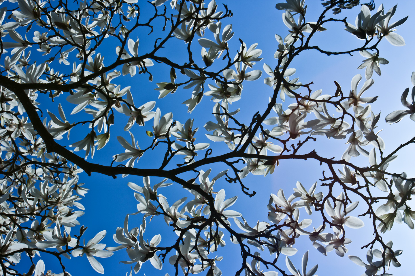 Magnolia af Kirsten Stigsgaard