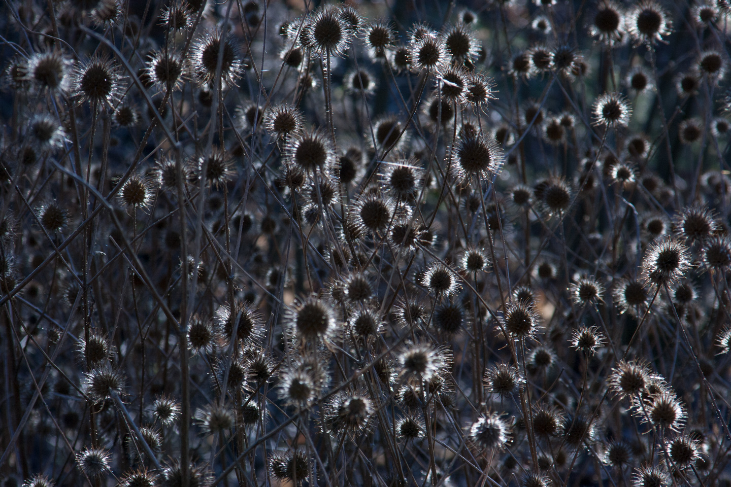 Thistle Light af Kirsten Stigsgaard