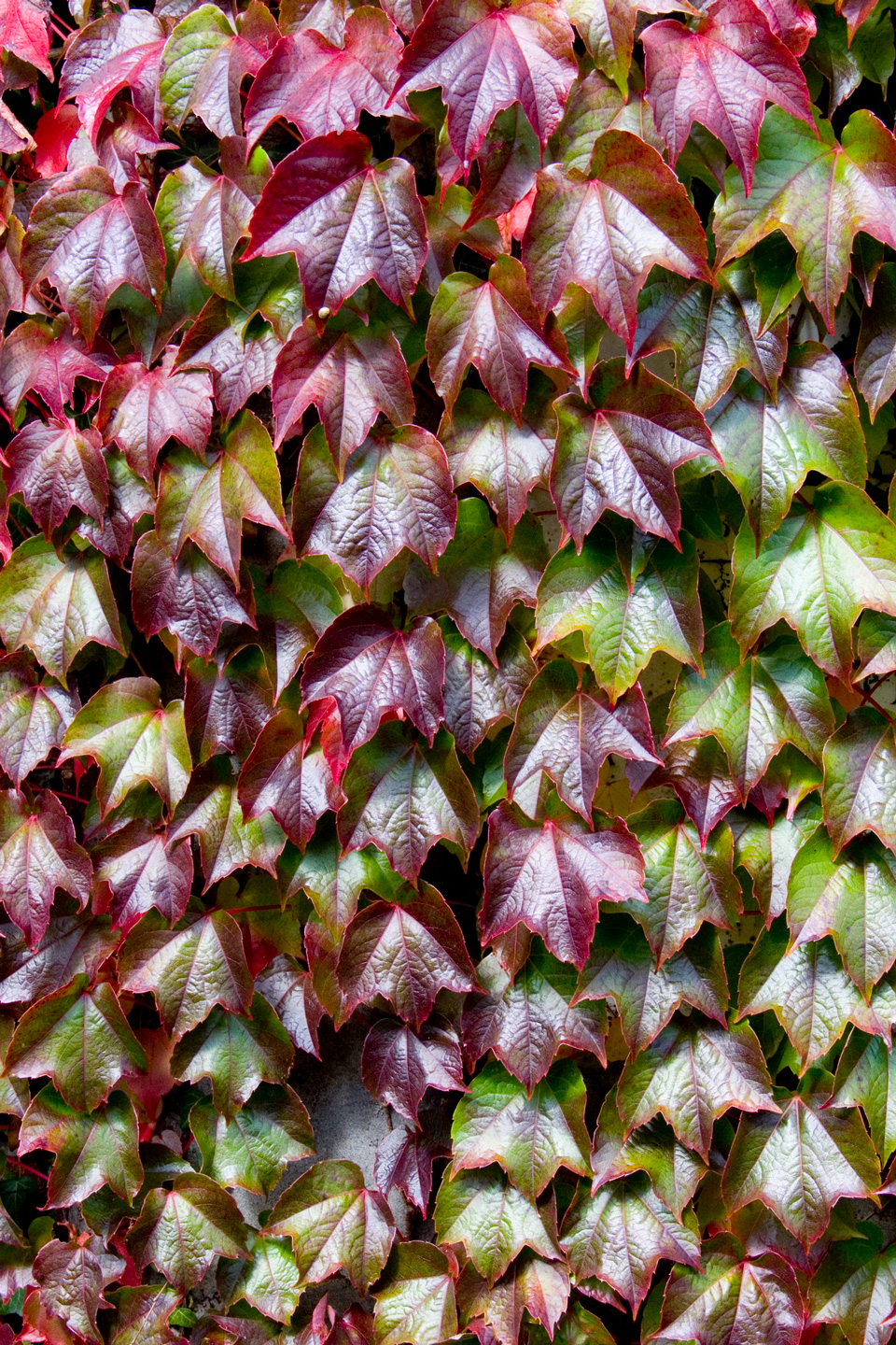 Virginia Wine af Kirsten Stigsgaard