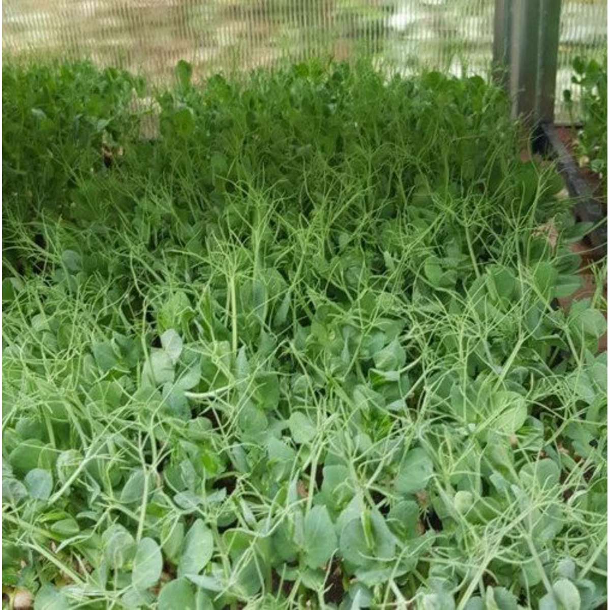 Øko Grønne Ærter for ærteskud 100g