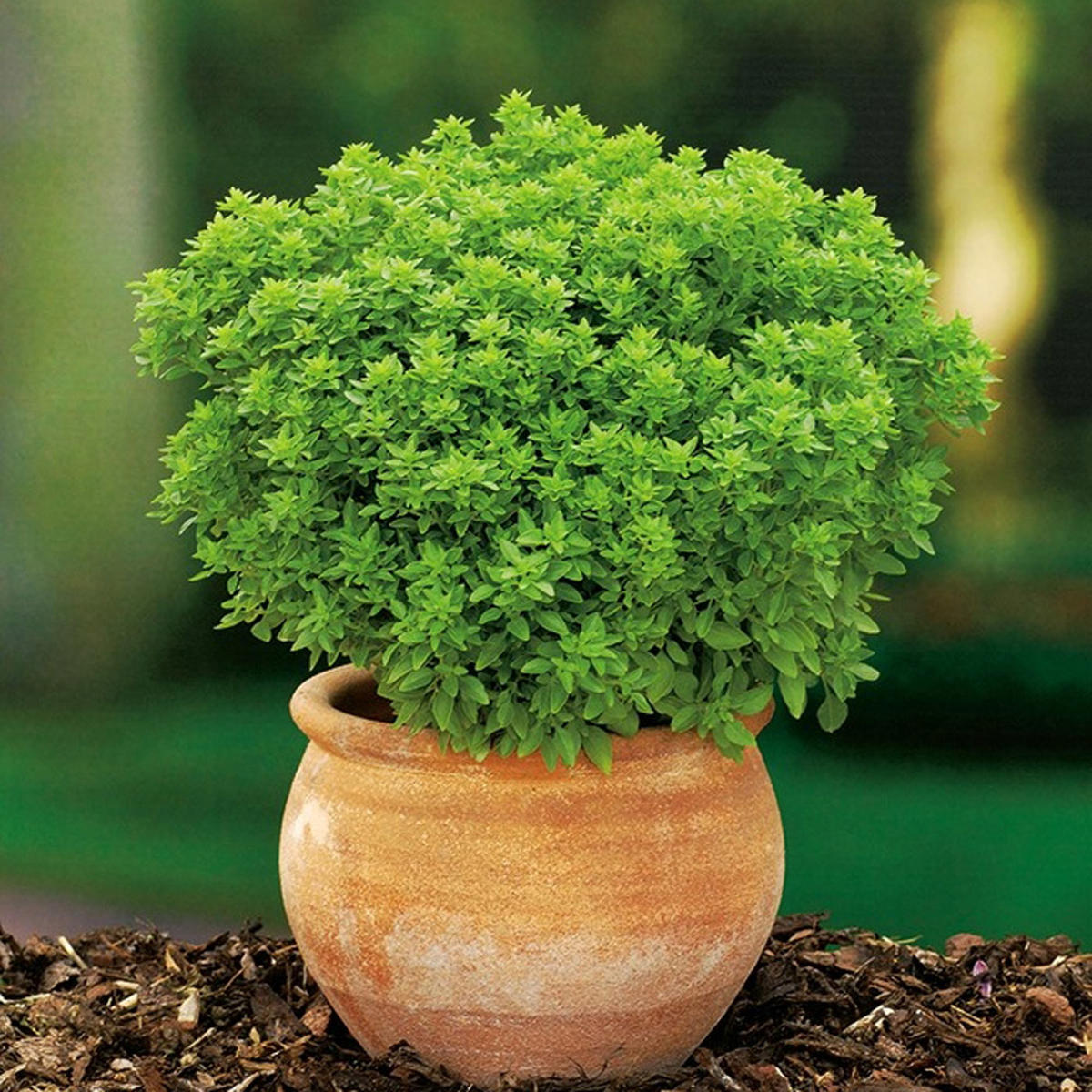 Græsk basilikum - Busket basilikum frø