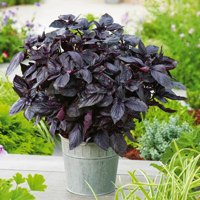 Dark Opal basilikum frø røde blade