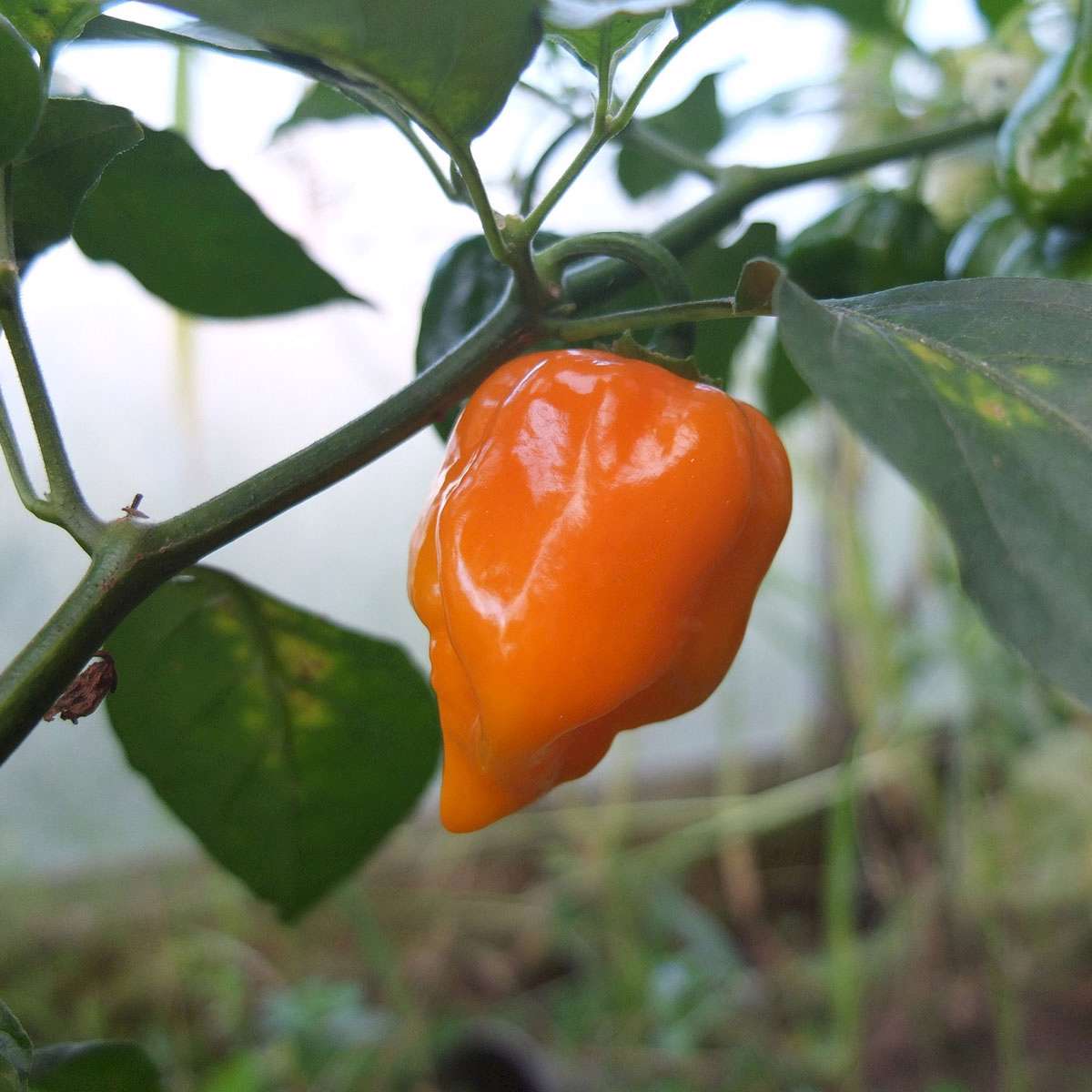 Hot gul chili peber Habanero Yellow