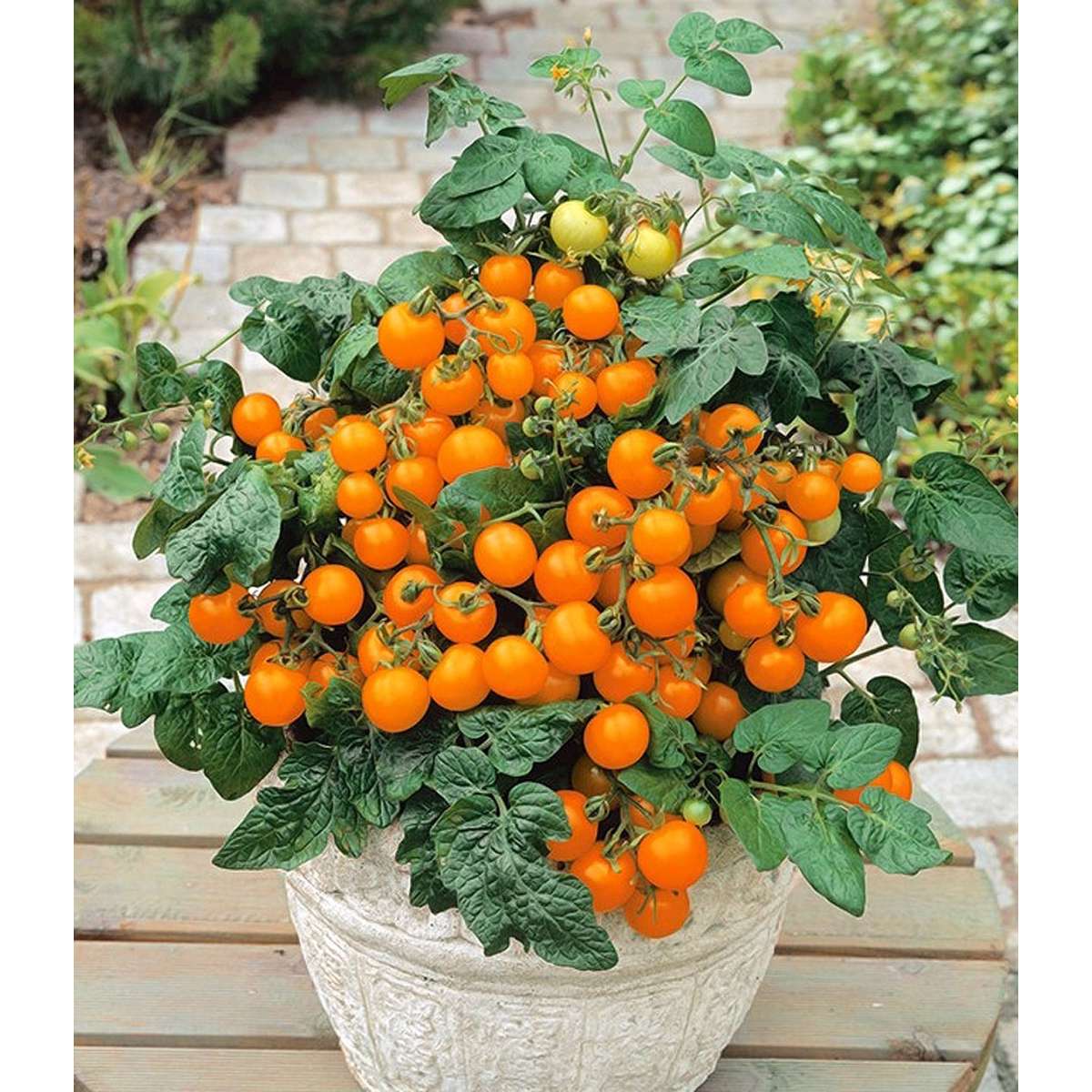 Kirsebærtomater -Venus -Lycopersicon esculentum Mi