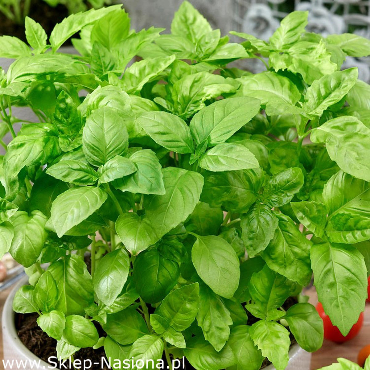 Sweet Basilikum - søde grønne blade