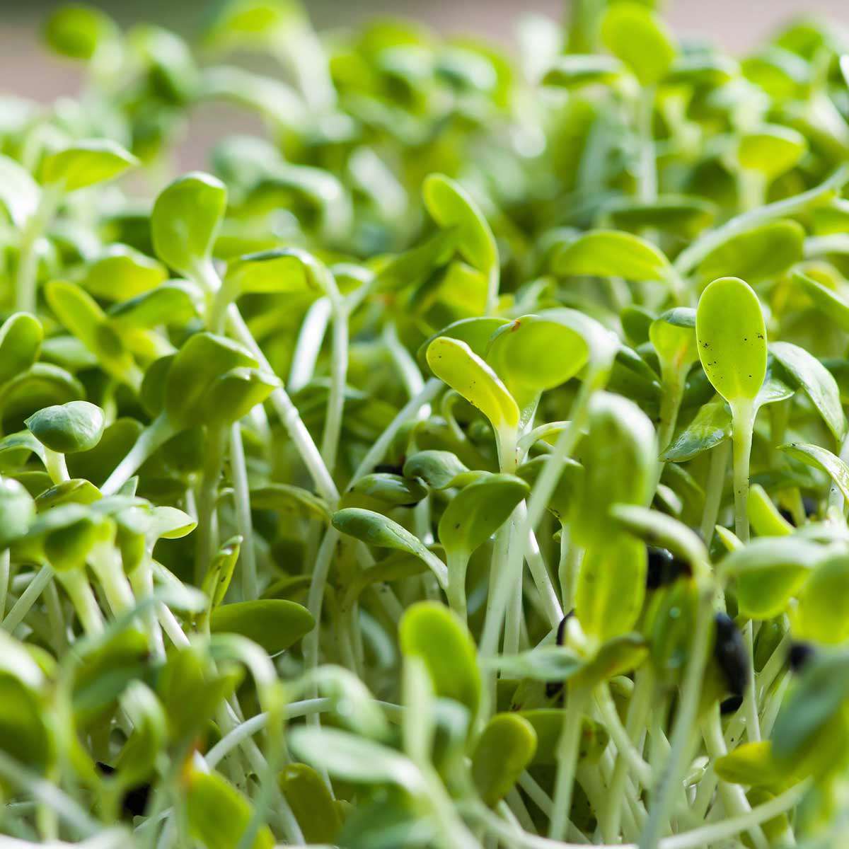 Øko Solsikkefrø til mikrogrønt 250 g