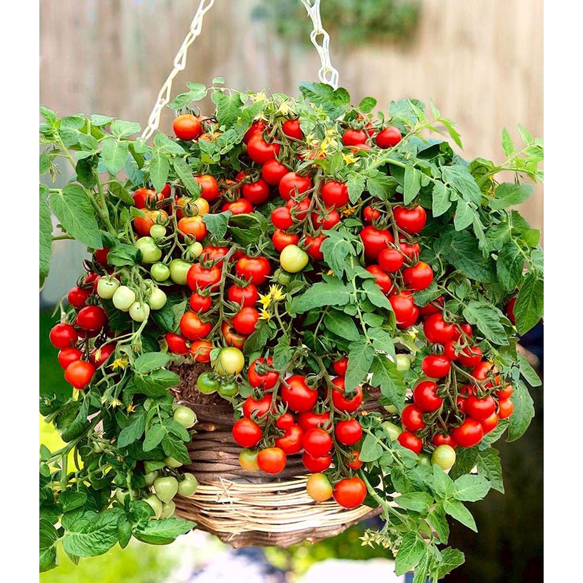 Tomat frø - Bajaja - Lycopersicon esculentum Mill